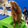 Image 10: Weekday Fun and Care with One, Three or Five Days of Dog Daycare