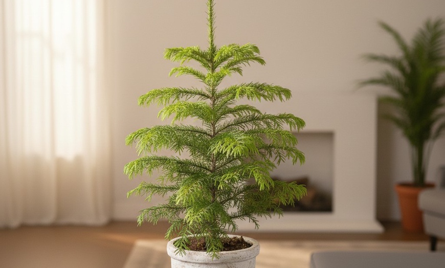 Image 5: 4" or 6" Norfolk Island Pine with Free Shipping (Up to 10%Off)