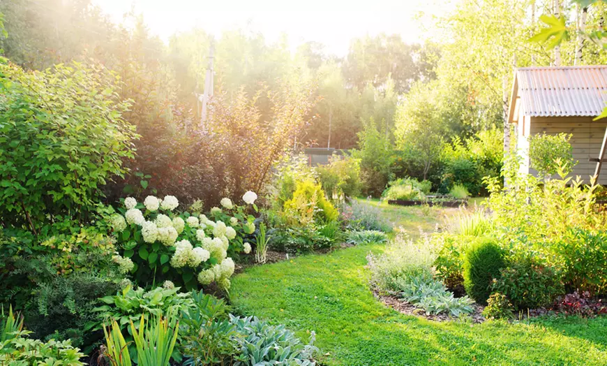 Image 13: Upto Three Mixed Potted White Hydrangea Varieties