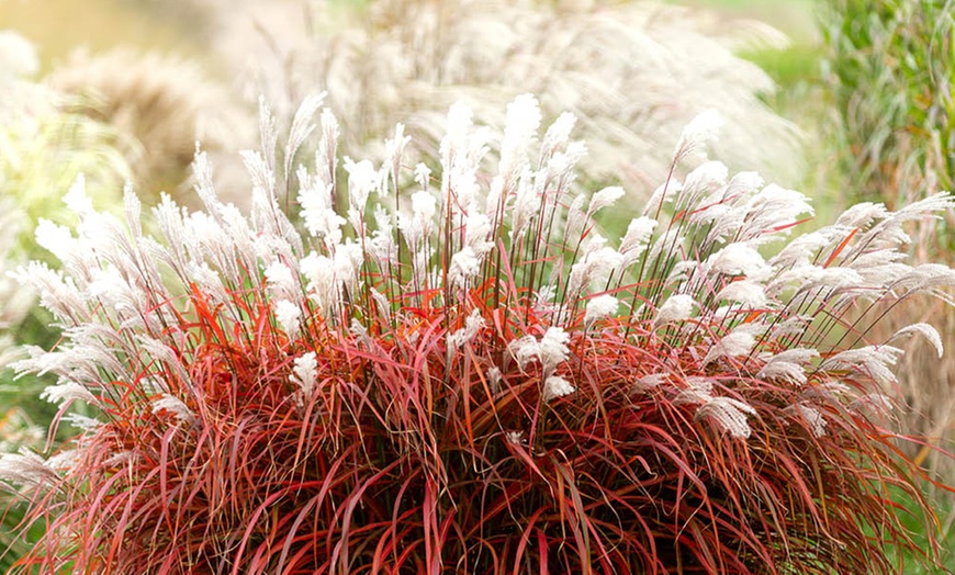 Image 1: Pack of Three Miscanthus 'Lady in Red' Plug Plants 