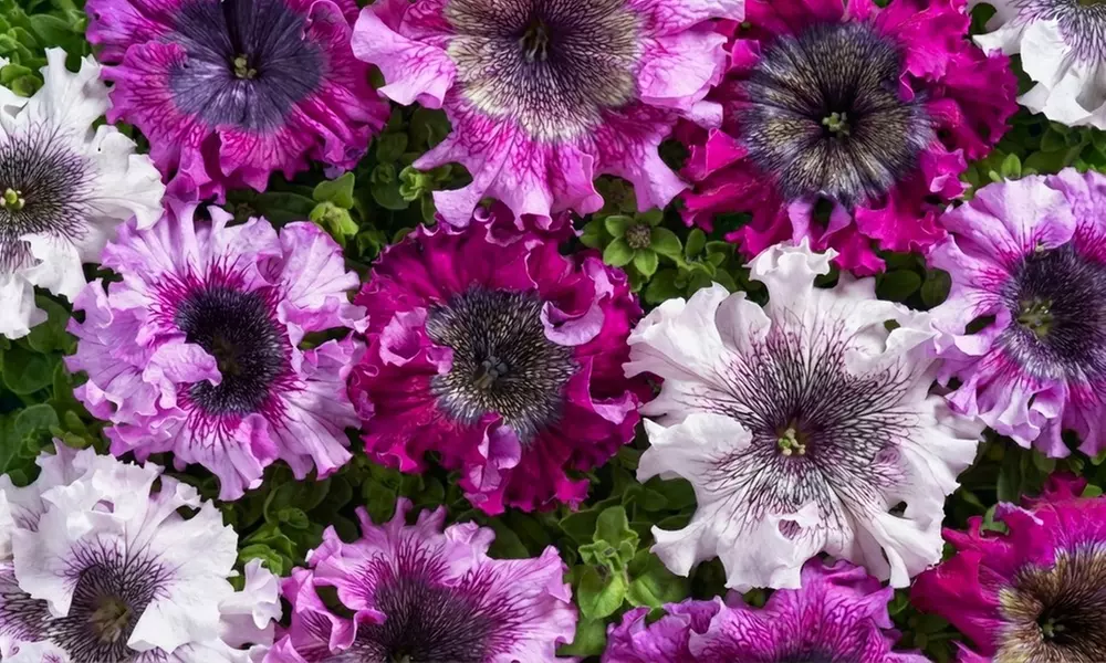 Up to 42 Petunia 'Superbissima Triumph Mix' Plants