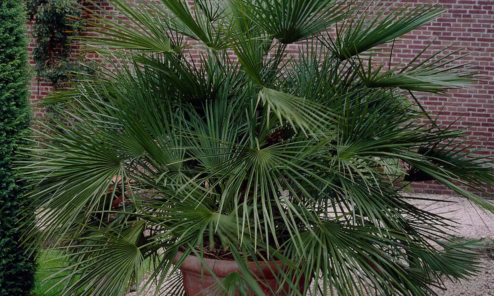 1 of 2 Mexicaanse waaierpalm in kweekpot