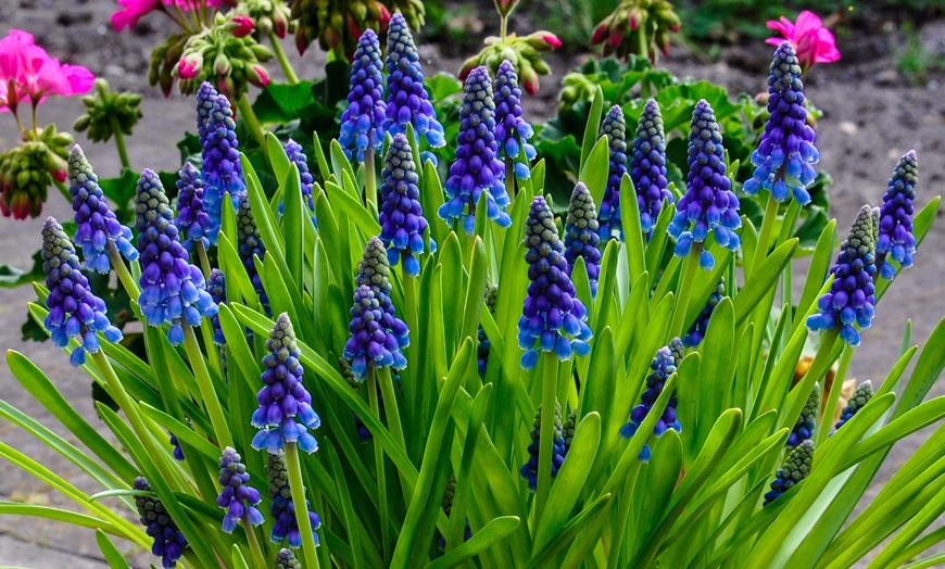Image 3: 60 or 120 Muscari Armeniacum 'Grape Hyacinth' Spring Flowering Bulbs