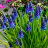 Image 3: 60 or 120 Muscari Armeniacum 'Grape Hyacinth' Spring Flowering Bulbs