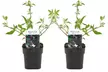 2er- oder 4er-Set Buddleja Schmetterlingspflanzen, inkl. Versand - Second Medium