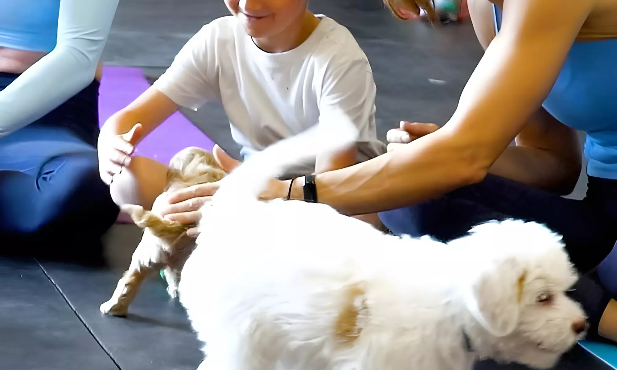 Discover Happiness with 1, 5 or 10 60-Minute Puppy Yoga Classes at Pawsitive Vibes Yoga (Up to 50% Off) - Second Medium