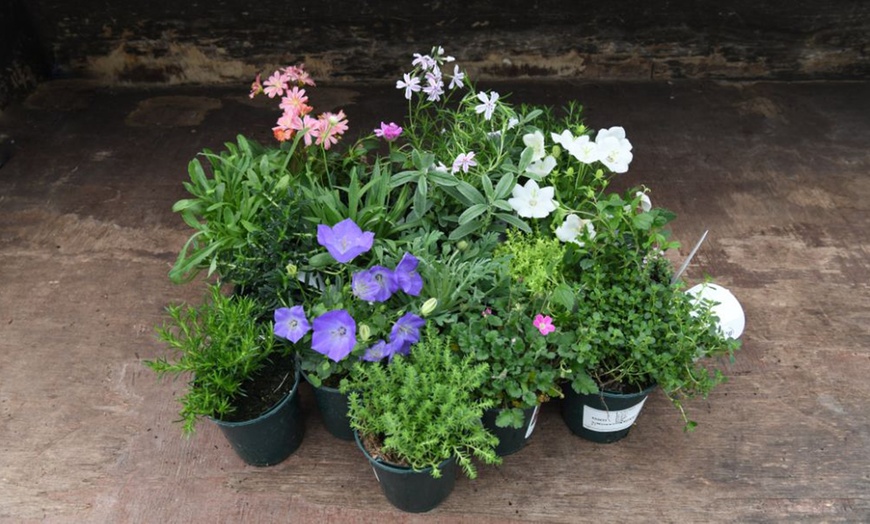 Image 17: Mixed Seasonal Alpine/rockery Plants - Potted or Plug Plants