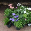 Image 17: Mixed Seasonal Alpine/rockery Plants - Potted or Plug Plants