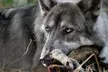 Immersion totale pendant une heure dans le parc-sanctuaire Wolfdog Paradise à Ruffiac (jusqu'à 40% de remise) - Second Medium