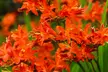 Crocosmia 'Lucifer' or 'Spitfire' Bulbs - Image 5