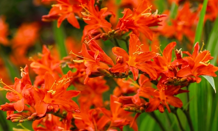 Image 5: Crocosmia 'Lucifer' or 'Spitfire' Bulbs 