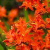 Image 5: Crocosmia 'Lucifer' or 'Spitfire' Bulbs 
