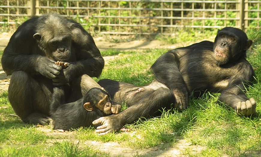 Image 1: Tageskarte für den Tierpark Leintalzoo für 2 Pers. / eine Kleingruppe