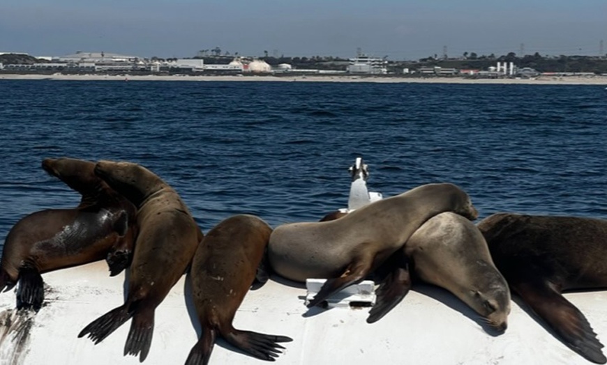 Image 5: Discover Marine Wonders on a Fast-paced Sea Safari