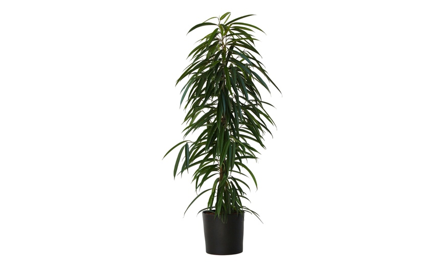 Image 2: Plant de ficus