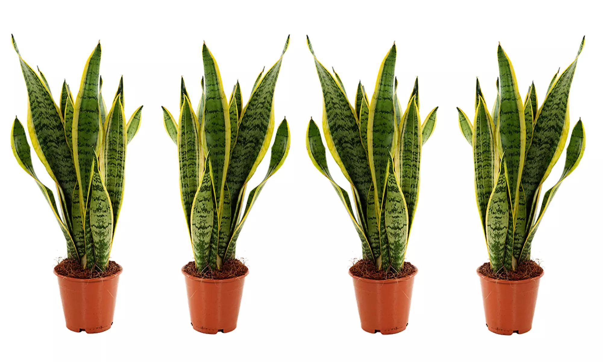 2 ou 4 Sansevieria, 25-40 cm à la livraison pot inclus - Second Medium