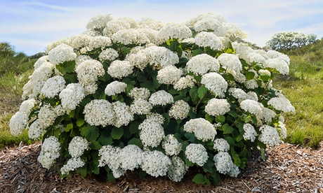Groupon Unisex One Or Two Snowball Blooms Hydrangea: Two