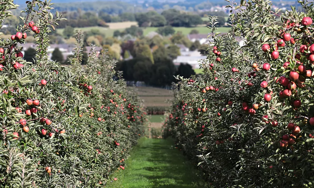 Set van 3 (2-3 jaar oude) fruitbomen: appel, peer en zoete kers