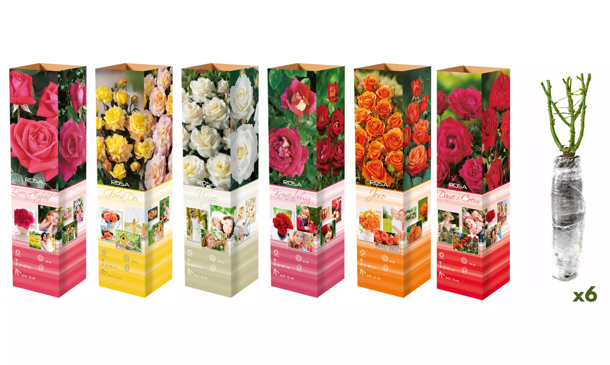 Set van 3 of 6 grootbloemige rozen