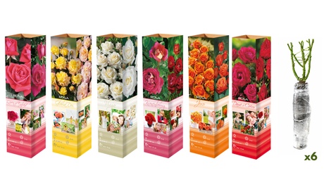 OH2 Set van grootbloemige rozen,6 , Van ieder type één, Green
