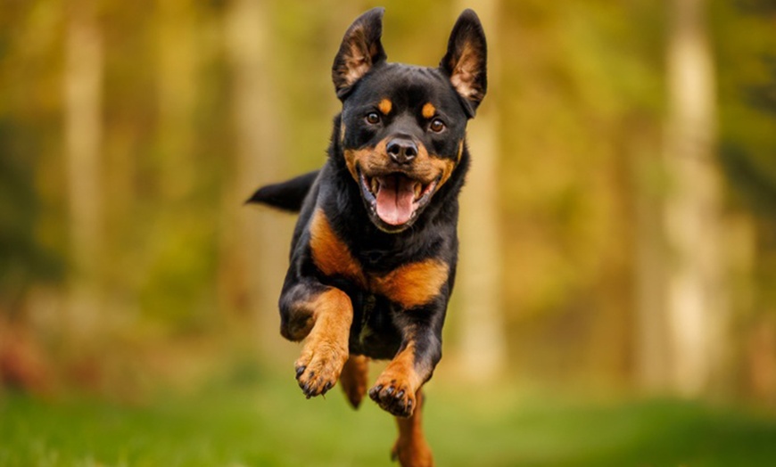 Image 5: Mini Doggy, Family, Full Doggy, or Full Family Photoshoot and More