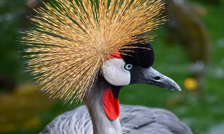 1 o 2 entradas de niño o adulto para el zoológico "La era de las aves"