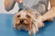 Fresh & Fluffy Pet – Full Grooming w/ Haircut (Cats & Dogs) @Cute Cat Veterinary Clinic Dubai (Up to 31% Off) - Image 2