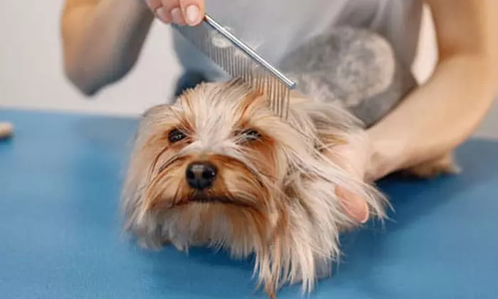 Fresh & Fluffy Pet Grooming – Full Grooming With Haircut (Cats & Dogs)