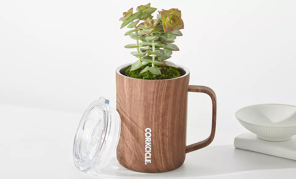 Unique Plant Gifts FTD.com Sustainable Succulents and Plants Lula’s Garden Collection Up to 50% Off