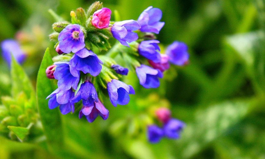 Image 1: Pulmonaria Blue Ensign Plant