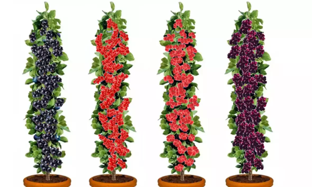 Plantes d'extérieur au choix, faciles d'entretien