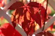 Lot de 3 ou 6 plantes de Parthenocissus quinquefolia "Engelmannii" - Second Medium