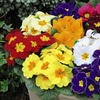 Image 14: Winter Flowering Primrose Mix - 24, 48 or 72 Plug Plants