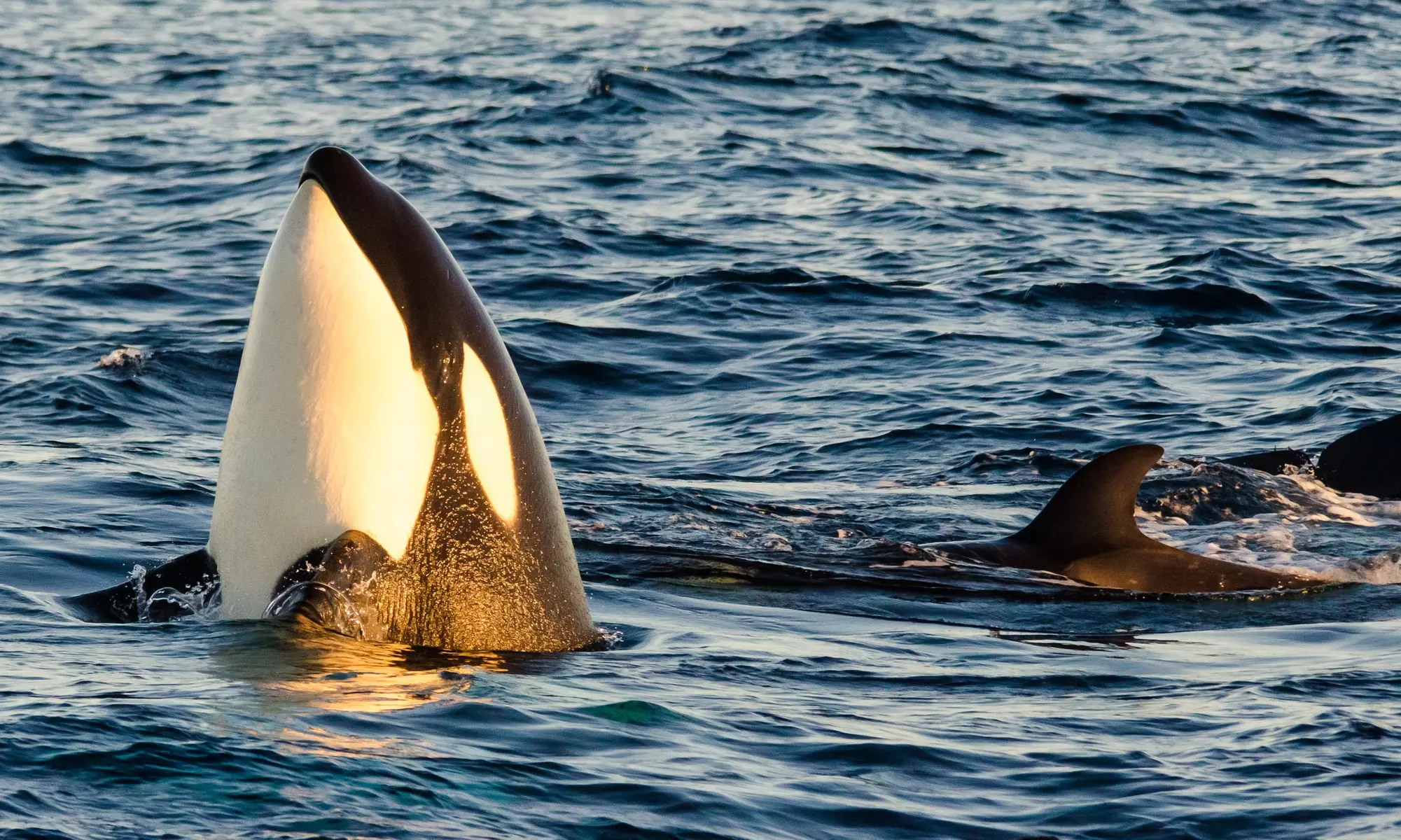 Up to 50% Off Whale Watching and Harbor Tours - Harbor Breeze