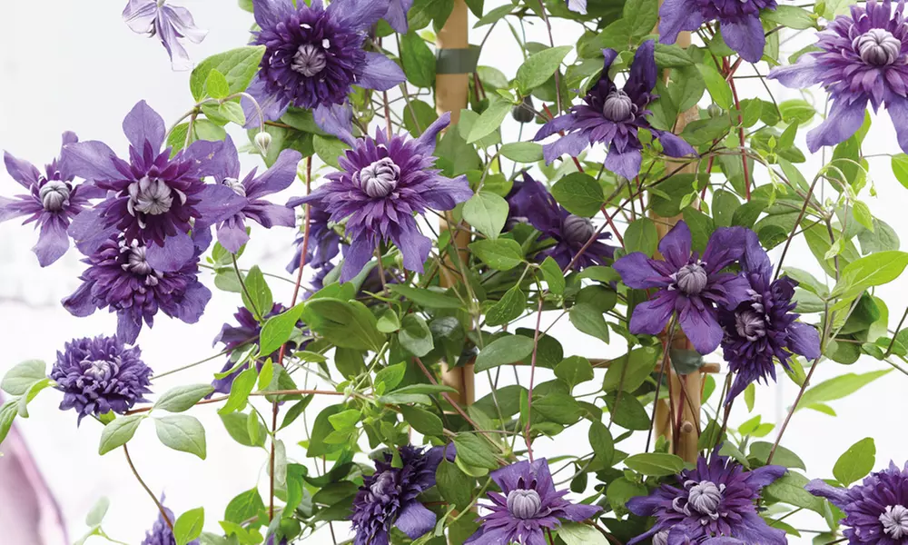 One, Two or Three Clematis Potted Plants
