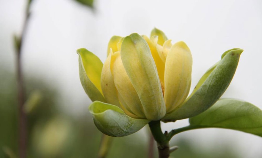 Image 5: Magnolia Patio Standard Trees - 5 Varieties to Choose From