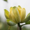 Image 5: Magnolia Patio Standard Trees - 5 Varieties to Choose From
