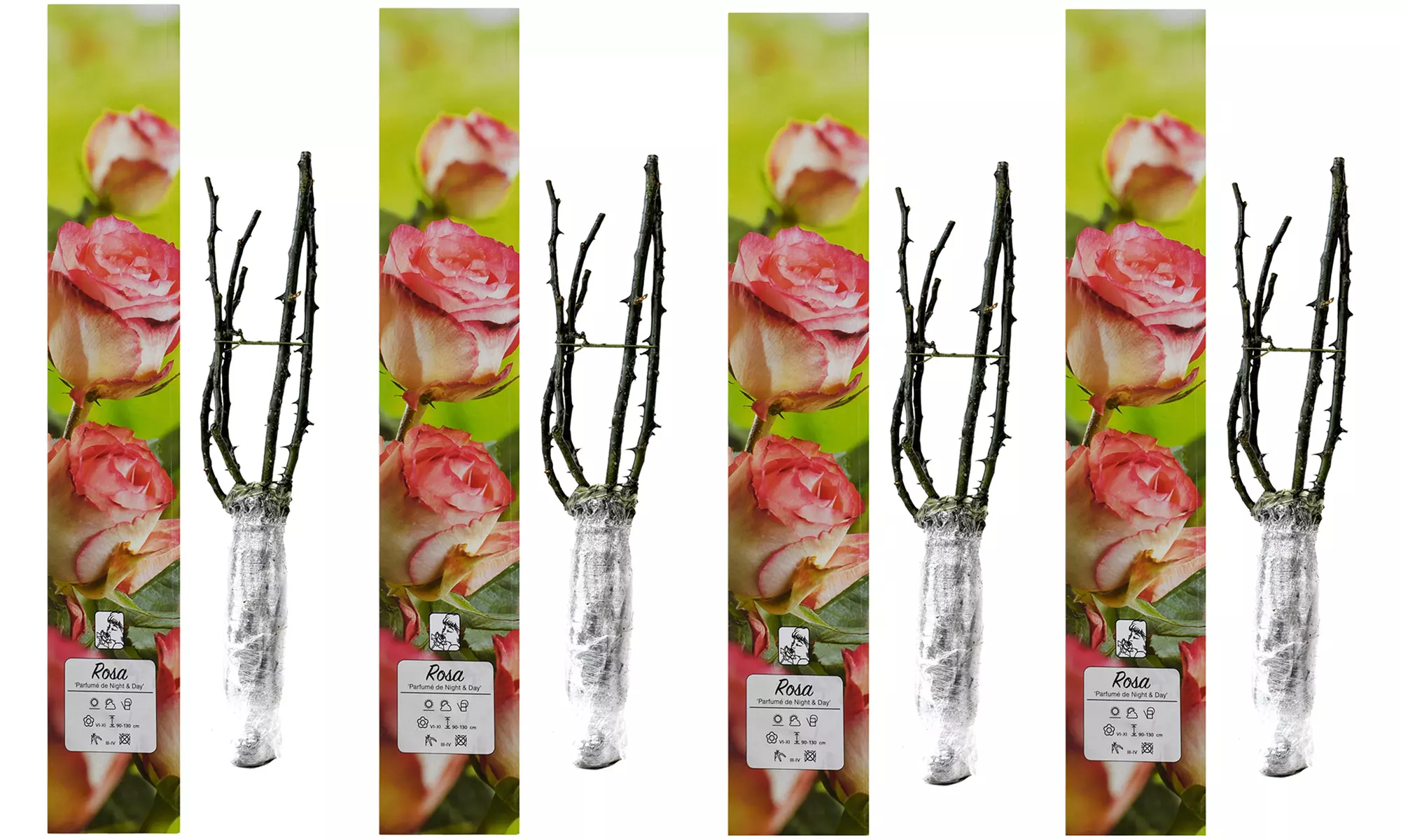 4er-Set großblütige Duftrosen