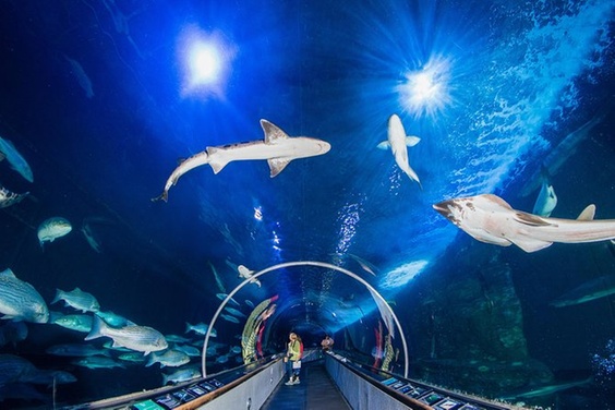 What to expect media