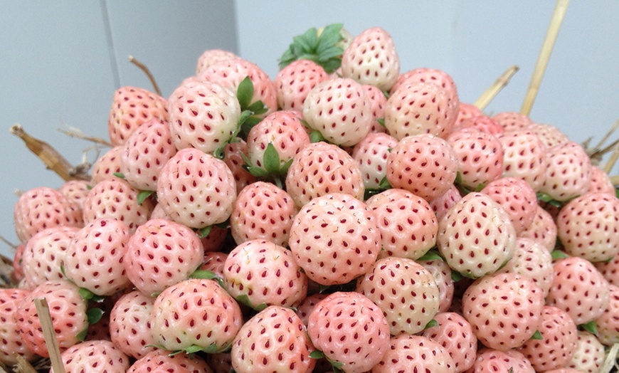 Image 2: Strawberry Collection