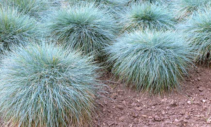 Image 1: Set de 4 u 8 hierbas de tallo azul de Gardenzo