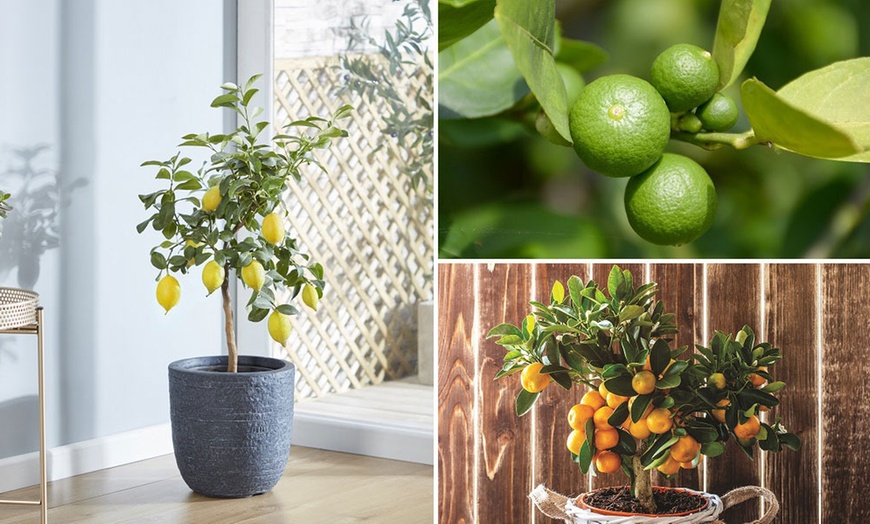 Image 1: Citrus Trees Collection Lemon, Lime or Orange -1, 2 or 3 Potted Plants