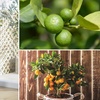 Image 1: Citrus Trees Collection Lemon, Lime or Orange -1, 2 or 3 Potted Plants