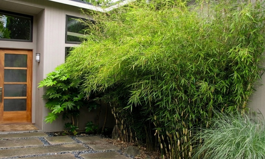 Image 3: 1 ou 2 plantes "Fargesia Red Dragon"