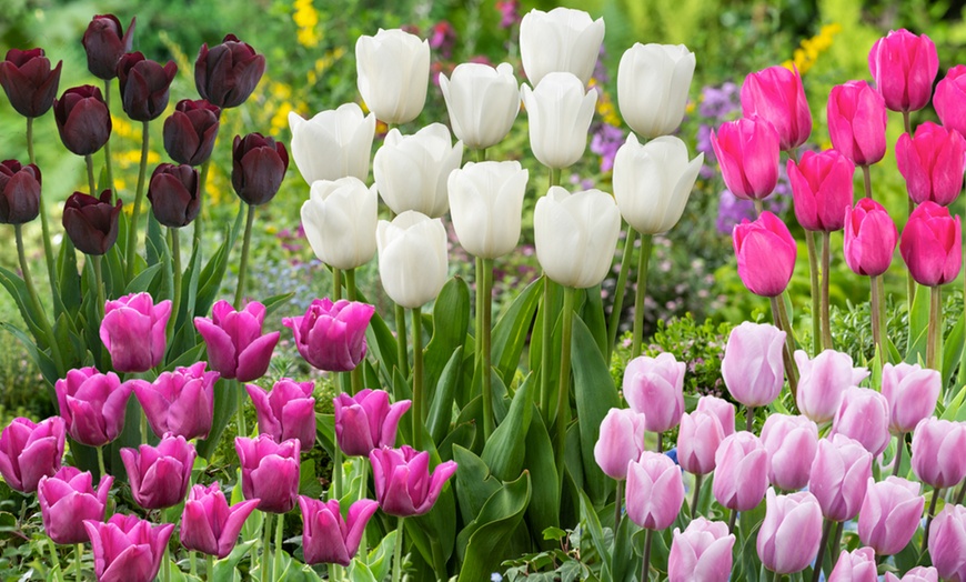 Image 1: Set di 40 esclusivi bulbi di fiori di tulipano