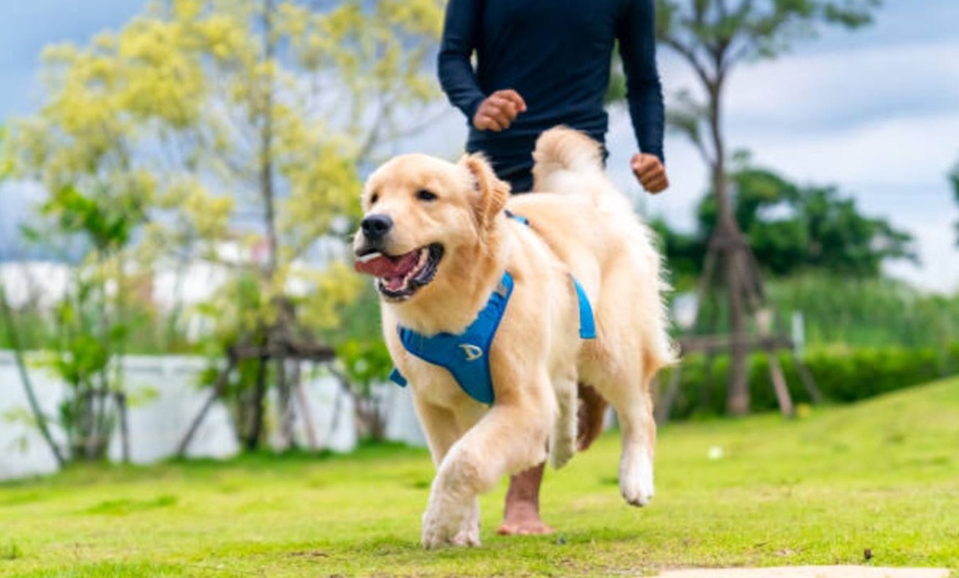 Image 15: 1, 2 o 7 noches a elegir en Hotel Canino Pet Center para tu mascota