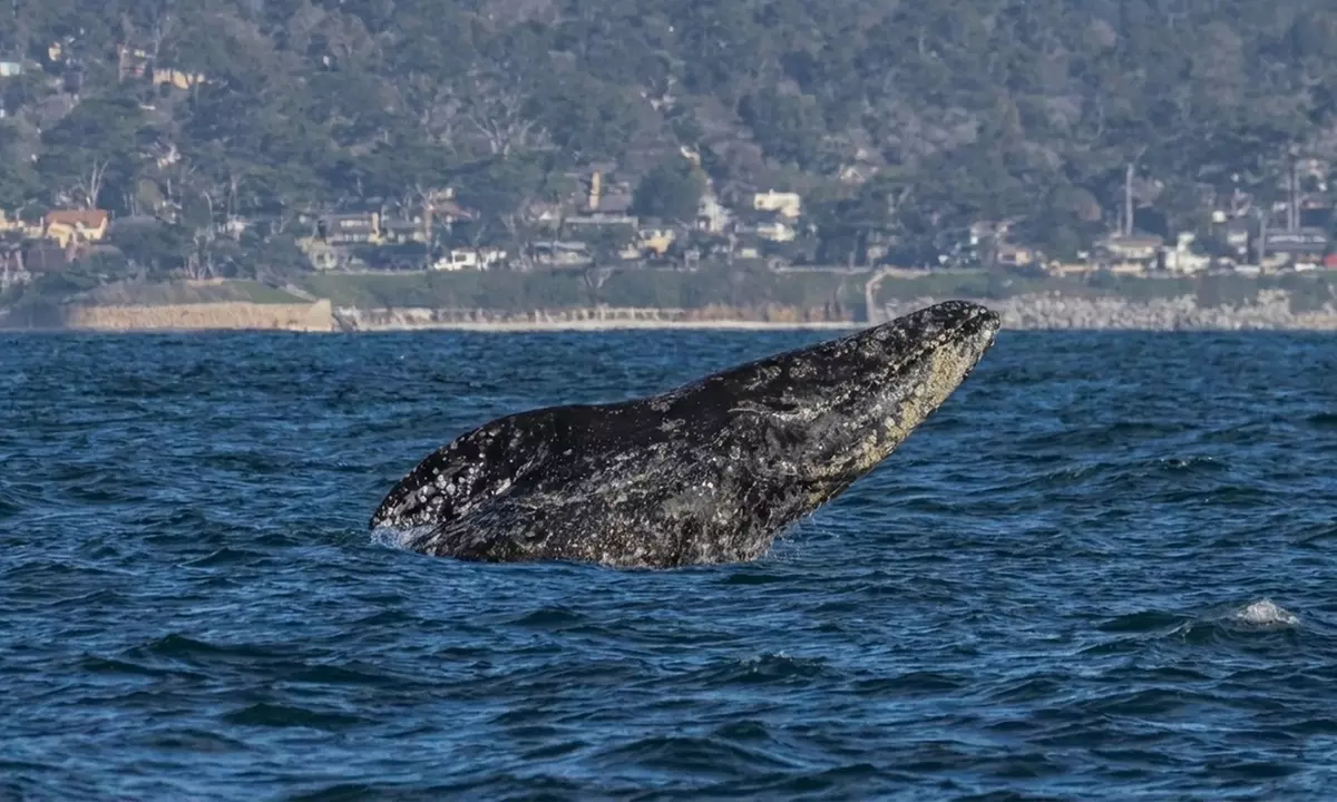 Whale Watching Tours – Monterey Bay