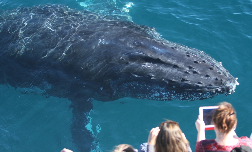 Image 3: 2.5-Hour Whale Watching Tour for One Child, or One, Two,/ Four Adults