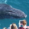 Image 3: 2.5-Hour Whale Watching Tour for One Child, or One, Two,/ Four Adults