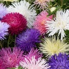 Image 1: 36 or 72 Aster Starlight Mixed Plants